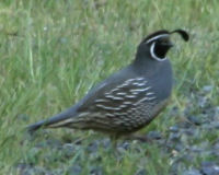 California quail