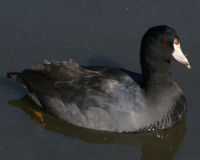 American coot