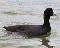 Eurasian coot