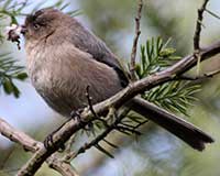 Bushtit