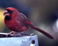 Northern cardinal