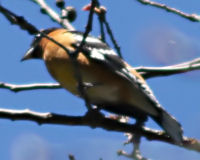 Black-headed grosbeak
