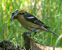 Black-headed grosbeak