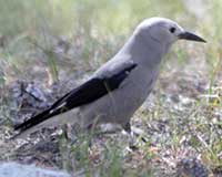 Clark's nutcracker