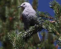 Clark's nutcracker
