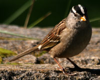 White-crowned sparrow