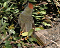 Green-tailed towhee