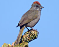 Green-tailed towhee