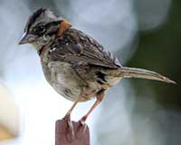Rufous-collared sparrow