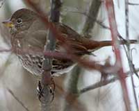 Fox sparrow