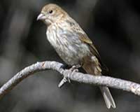House finch