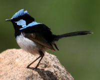 Superb fairy-wren