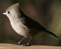 Oak titmouse