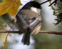 Black-capped chickadee