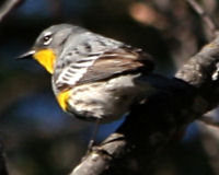 Yellow-rumped warbler