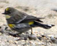 Yellow-rumped warbler