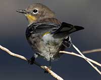 Yellow-rumped warbler