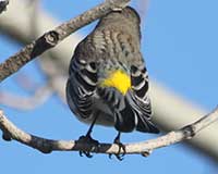 Yellow-rumped warbler