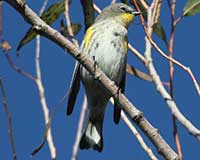 Yellow-rumped warbler