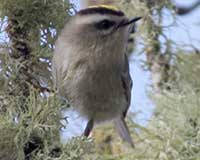 Golden-crowned kinglet