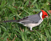 Red-crested cardinal