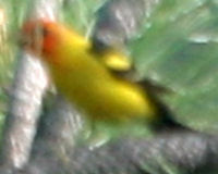Western tanager