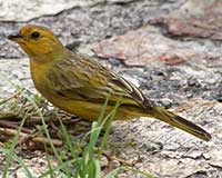 Saffron finch