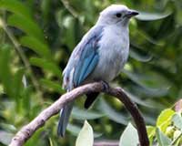 Blue-gray tanager