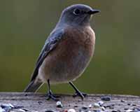 Western bluebird