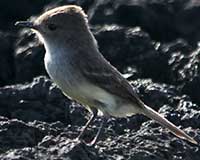 Galápagos flycatcher