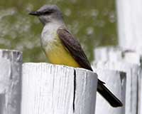 Western kingbird