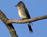Olive-sided flycatcher