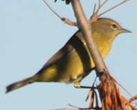 Hutton's vireo