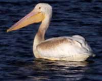American white pelican