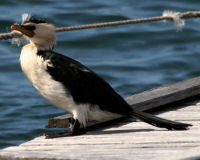 Little pied cormorant