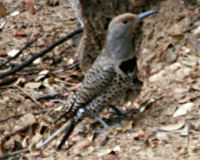 Northern flicker