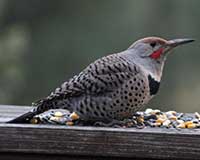 Northern flicker