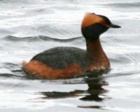 Slavonian grebe