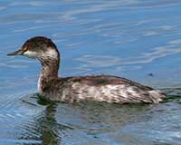 Eared grebe