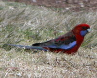 Crimson rosella
