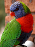 Rainbow lorikeet
