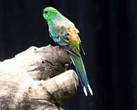 Red-rumped parrot