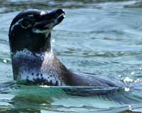 Galápagos penguin