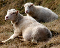 Domestic sheep