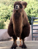 Bactrian Camel