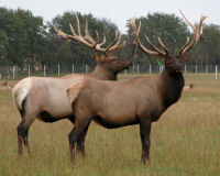 Elk