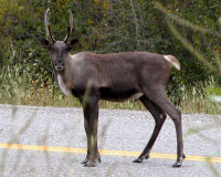 Caribou