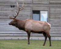 Elk