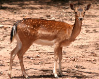 Chital