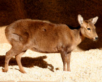 Calamian deer
